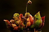 Purple pitcherplant (Sarracenia purpurea)