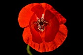 Poppy flower (Papaver rhoeas) on black background