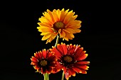 Blanketflower (Gaillardia sp) on black background