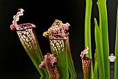 Pitcherplant Bella (Sarracenia x Bella)