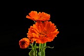 Pot marigold flower (Calendula officinalis) on black background