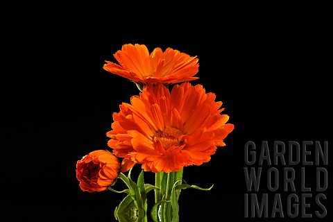 Pot_marigold_flower_Calendula_officinalis_on_black_background
