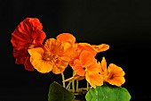 Nasturtium flowers (Tropaeolum majus) on black background