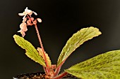 Begonia (Begonia blancii) in flower, endemic to the island of Palawan, Philippines.