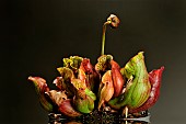 Purple pitcherplant (Sarracenia purpurea)