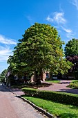 Horse chestnut tree (Aesculus hippocastanum) in autumn, Oise, Picardie, France