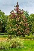 Maple tree (Acer sp) in a garden in autumn, Chantilly, Oise, Picardie, France