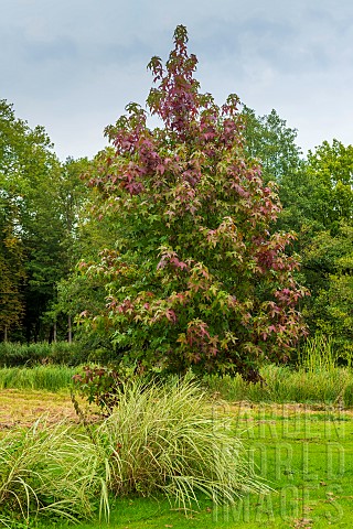Maple_tree_Acer_sp_in_a_garden_in_autumn_Chantilly_Oise_Picardie_France