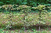 Hornbeam hedge (Carpinus betulus) in autumn, Oise, Picardy, France