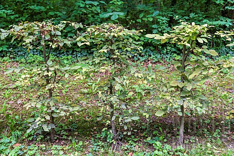 Hornbeam_hedge_Carpinus_betulus_in_autumn_Oise_Picardy_France