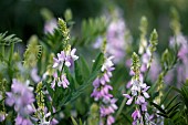 Galega officinalis growing by a Maize field, Gers, France