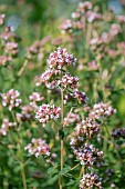 Oregano (Origanum vulgare) in bloom, Gers, France