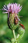 Plant bugs (Lygus pratensis) on Field thistle (Cirsium arvense), Gers, France