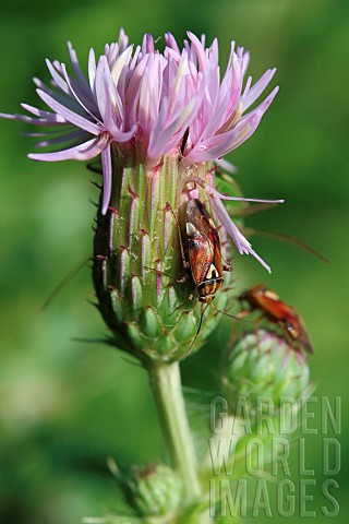 Plant_bugs_Lygus_pratensis_on_Field_thistle_Cirsium_arvense_Gers_France