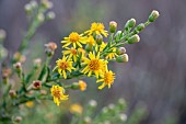 False yellowhead (Dittrichia viscosa) in bloom, Gard, France