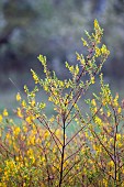 Odontites (Odontites luteus) in bloom, Gard, France