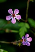 Herb-Robert (Geranium robertianum) flowers, Cotes-dArmor, France