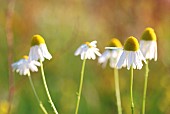 Chamomile (Matricaria chamomilla) flowers, Cotes-dArmor, France