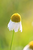 Chamomile (Matricaria chamomilla) flower, Cotes-dArmor, France