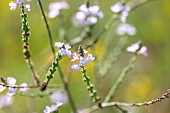 Common vervain (Verbena officinalis) in bloom, Gard, France