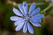 Minute black scavenger flies (Scatopsidae sp.) on Common chicory (Cichorium intybus) flower, Gard, France