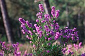 Bell heather (Erica cinerea)in bloom in a coastal pine forest, Cotes-dArmor, France