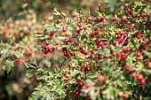 Common hawthorn (Crataegus monogyna), fruits in early fall, Gard, France