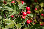 Common hawthorn (Crataegus monogyna), fruits in early fall, Gard, France