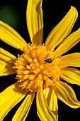 Straight-snouted weevil (Apioninae sp.) on Grey-leaved euryops (Euryops pectinatus) flower, Cotes-dArmor, France