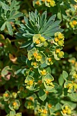 Portland Spurge (Euphorbia segetalis subsp. portlandica), Cotes-dArmor, France