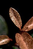 Ebbings silverberry (Elaeagnus x ebbingei), youngs leaves, France