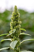 Red-root amaranth (Amaranthus retroflexus) growing by a Maize field, Gers, France