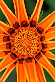 Gazania (Gazania rigens) flower, Gers, France