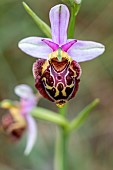 Gers Ophrys (Ophrys truncata; syn.: Ophrys aegirtica), Gers, France