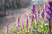 Colony of Giant Orchids (Himantoglossum robertianum) on the banks of a canal, Vaucluse, France