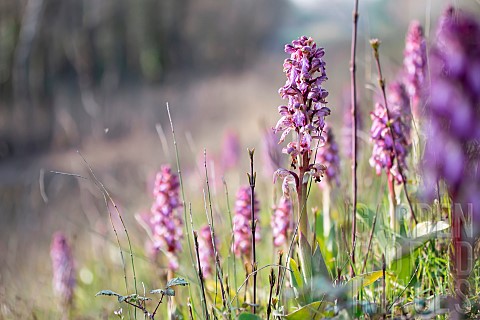 Colony_of_Giant_Orchids_Himantoglossum_robertianum_on_the_banks_of_a_canal_Vaucluse_France