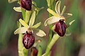 March Ophrys (Ophrys exaltata subsp. marzuola; syn.: Ophrys occidentalis), Gard, France