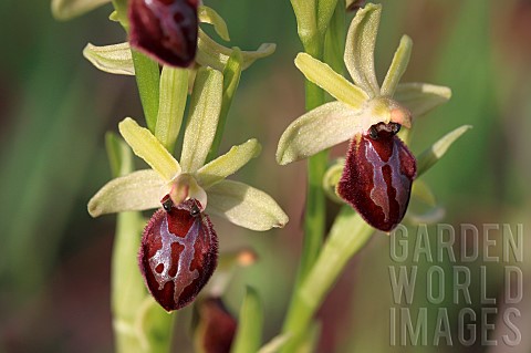 March_Ophrys_Ophrys_exaltata_subsp_marzuola_syn_Ophrys_occidentalis_Gard_France