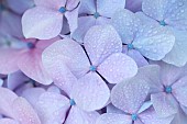 Dew-covered French hydrangea (Hydrangea macrophylla) flowers, Cotes-dArmor, France