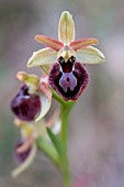 March Ophrys (Ophrys exaltata subsp. marzuola; syn.: Ophrys occidentalis), Gard, France