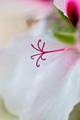 Pistil of Scented Geranium (Pelargonium sp)