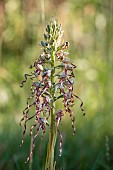 Lizard orchid (Himantoglossum hircinum) in bloom, Vaucluse, France