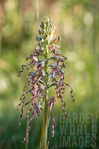 Lizard_orchid_Himantoglossum_hircinum_in_bloom_Vaucluse_France