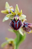 Ophrys Orchid (Ophrys passionis) flower, Vaucluse, France
