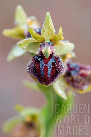 Ophrys_Orchid_Ophrys_passionis_flower_Vaucluse_France