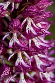 Orchis purpurea × Orchis simia (Orchis × angusticruris), Gers, France