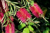 Bottlebrush (Callistemon sp) flowers, Cotes dArmor, France