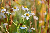 Chamomile (Matricaria chamomilla) flowers, Cotes-dArmor, France