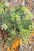 Sea fennel (Crithmum maritimum) in bloom, Cotes dArmor, France