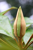 Southern magnolia (Magnolia grandiflora) bud, Cotes dArmor, France